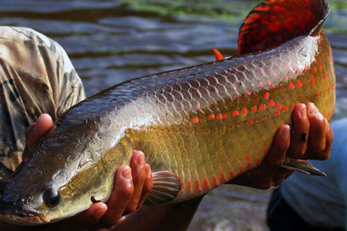 Khám phá loài cá vùng Amazon có khả năng chống lại được răng cá ăn thịt Piranha