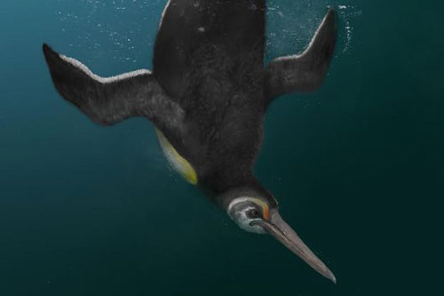 Phát hiện loài chim cánh cụt cổ đại ở New Zealand