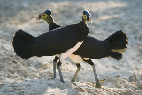 Những ‘ông bố, bà mẹ’ vô tâm nhất thế giới động vật: Sinh sản xong liền bỏ đi biệt xứ, để mặc con non tự sinh tồn