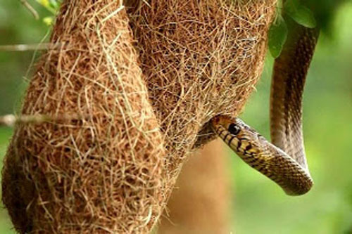 Bái phục trước cách ngụy trang tổ của loài chim này, ngay cả loài rắn gian xảo cũng bị lừa