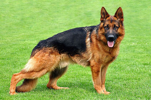 Khám phá cặp chó Becgie Đức có khả năng phát hiện ung thư vú chính xác 100%