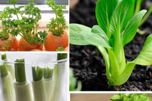 Mách các mẹ 7 loại rau củ trồng một lần mà ăn quanh năm