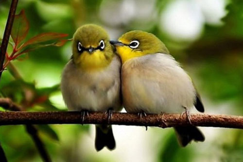 Động vật, cỏ cây cũng… mệt mỏi vì tiếng ồn