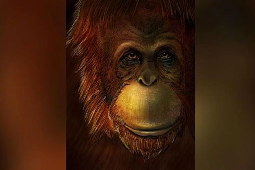 Hóa thạch tiết lộ ‘King Kong’ có họ hàng với đười ươi