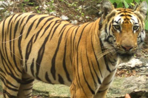 Ấn Độ: Hổ đực di chuyển hơn 1.300 km để tìm nơi trú ẩn