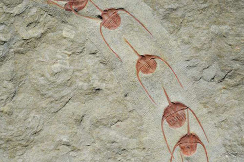 Tập quán bầy đàn xuất hiện từ 500 triệu năm trước