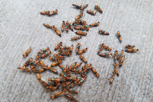 TP.HCM: Kiến ba khoang "tấn công" khu dân cư