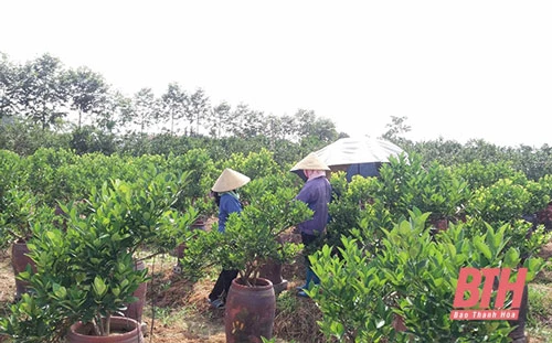 Mô hình kinh doanh cây cảnh, cây ăn quả mang lại hiệu quả kinh tế cao, tạo việc làm cho 20 nhân công trong xã.