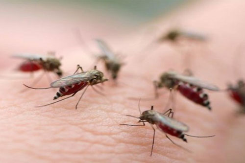 Cấy gien 'tử thần' để tiêu diệt loài muỗi