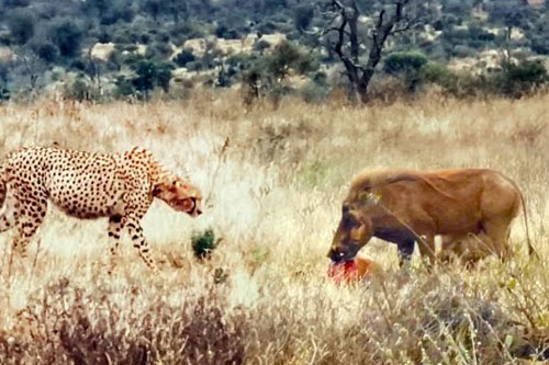 Khó tin trước cảnh đàn lợn rừng ‘cướp’ xác linh dương của báo săn