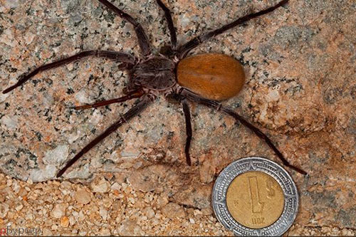Phát hiện nhện khổng lồ 8 mắt ở Mexico