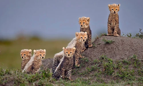 Báo săn châu Phi (Cheetah) có tên khoa học là Acinonyx jubatus, là một loài báo thuộc nhóm mèo lớn và được biết đến là loài động vật chạy nhanh hơn bất kỳ động vật nào trên mặt đất, với tốc độ tối đa lên tới 112 km/h.Trong Danh sách đỏ các loài bị đe dọa của Liên minh quốc tế về bảo tồn thiên nhiên (IUCN), báo săn là loài đang bị đe dọa. Các quần thể loài báo này ở châu Phi đang suy giảm nghiêm trọng, với con số ước tính khoảng hơn 7.000 cá thể. Ảnh: Andy Howe.