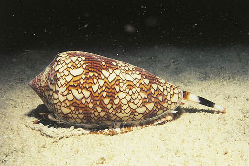 Nọc độc của ốc sên biển có thể chữa bệnh tim mạch và cao huyết áp