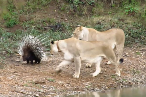 Chú nhím dũng cảm khiến cả bầy sư tử bối rối