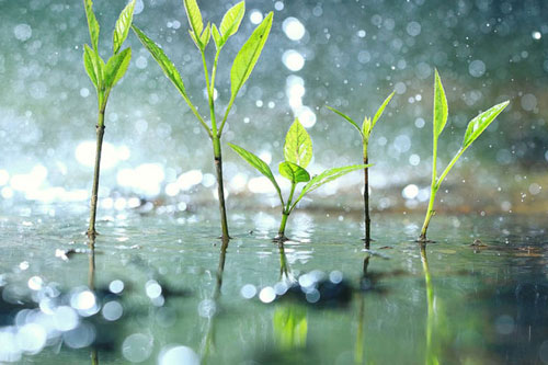 Thực vật 'hoảng loạn' trong cơn mưa?