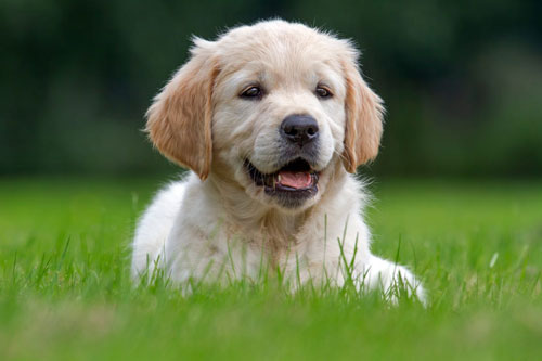 Được ‘thần phật’ che chở, những con giáp này dễ hóa lành thành dữ, giàu có hơn người