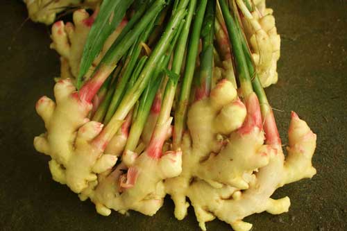 Những đối tượng không nên ăn gừng kẻo rước bệnh vào người, hối không kịp