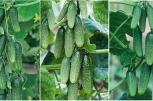 Mách chị em cách trồng dưa leo cực đơn giản tại nhà, tha hồ làm đẹp mà chẳng tốn tiền mua