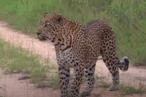 CLIP: Báo hoa mai bất lực trước lợn bướu nhỏ