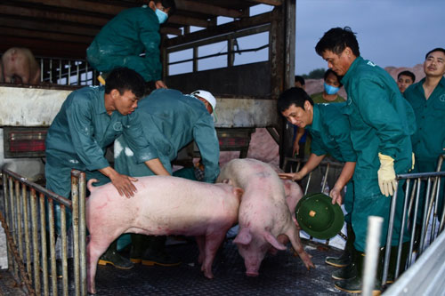 Vì sao lợn Thái Lan nhập về không thể 'hạ nhiệt' giá thịt lợn trong nước?