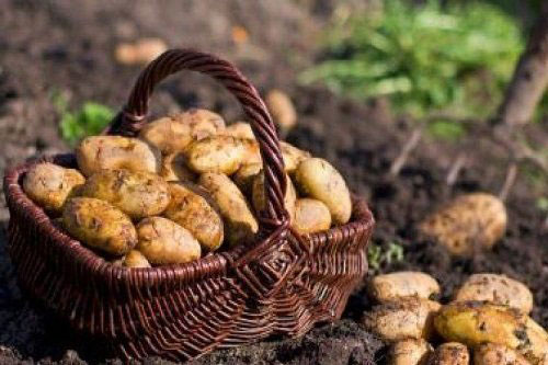 CLIP: Cách trồng khoai tây trong chậu tại nhà cho ra nhiều củ