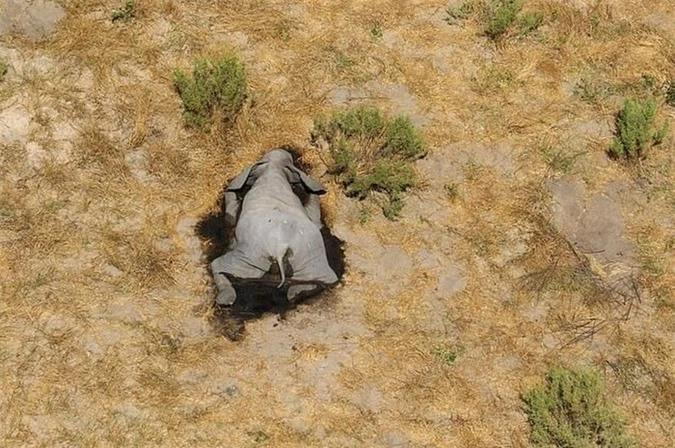 Bí ẩn hàng trăm xác voi chết hàng loạt nằm rải rác khắp đồng bằng Ảnh 3