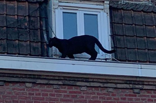 Báo đen thản nhiên 'đi dạo' trong thành phố