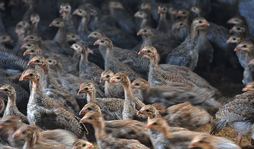 Hậu Giang: Làm giàu từ nuôi gà sao