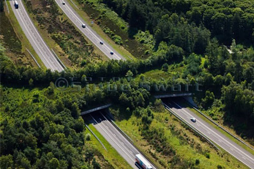 Top 10 công trình giao thông dành riêng cho động vật