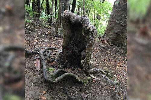 Kỳ lạ cây 'ma cà rồng' vẫn sống khỏe dù chỉ còn mỗi gốc