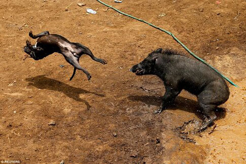 Chó nhà chọi lợn rừng - Đấu trường sinh tử của động vật nhưng khiến ai cũng thót tim