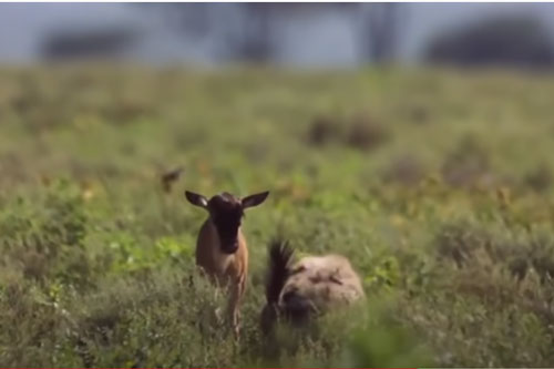 CLIP: Vừa chào đời linh dương đầu bò đã cho đàn linh cẩu "ngửi khói"
