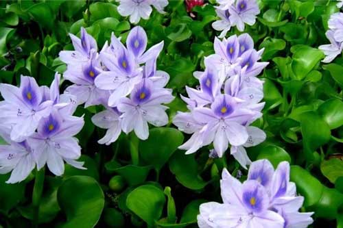 Bèo tây: Từ thức ăn cho gia súc trở thành đặc sản Hà thành