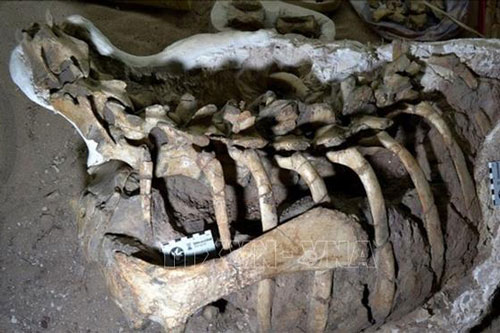 Khám phá hóa thạch khủng long chân chim được phát hiện ở Argentina