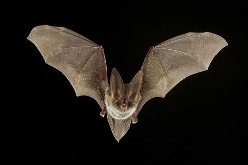Phát hiện loài dơi mới 'cực kỳ hiếm' ở châu Âu và Bắc Phi