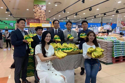 Trái chuối của Việt Nam đã chính thức vào hệ thống siêu thị Lotte của Hàn Quốc