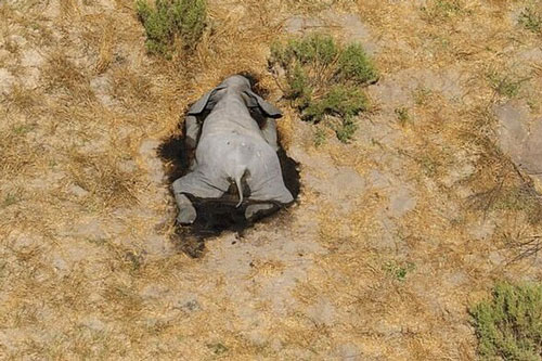 Hàng trăm con voi chết hàng loạt nằm rải rác khắp đồng bằng