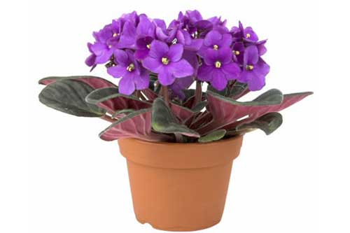 Mẹo trồng và chăm sóc cây cảnh trong chậu tại nhà