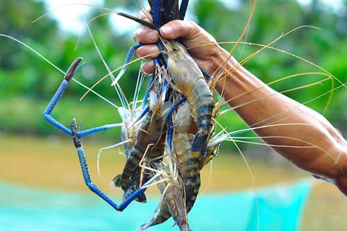 Cách chọn mua tôm tươi ngon bách phát bách trúng