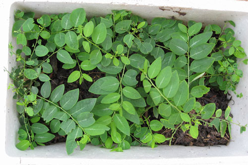 Cách trồng rau ngót trong thùng xốp và mẹo cực hay giúp rau lên mơn mởn