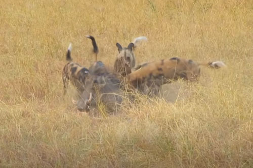 CLIP: Lợn bướu chết thảm trong vòng vây của đàn chó hoang