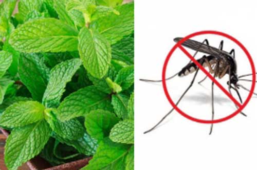 6 loại cây vừa làm gia vị vừa đuổi muỗi hiệu quả, nhà nào cũng nên có một chậu