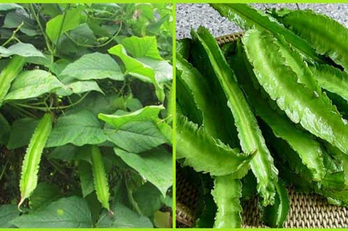 Loại quả người Trung Quốc trước đây chỉ để nuôi lợn, mấy ai biết còn có tác dụng thần kì đến mức này