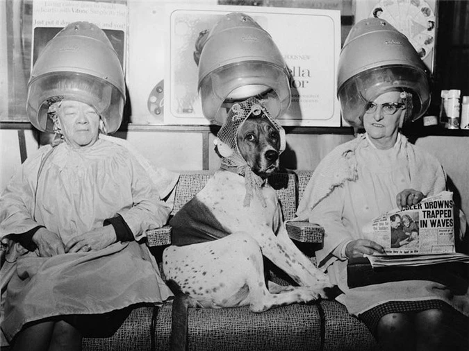 Với những gia đình giày có, thú cưng cũng được chiều chuộng và làm đẹp. Tại tiệm làm tóc của George Constantinides ở London, bộ lông của chú chó này đã được đưa vào máy uốn tóc để tạo kiểu.