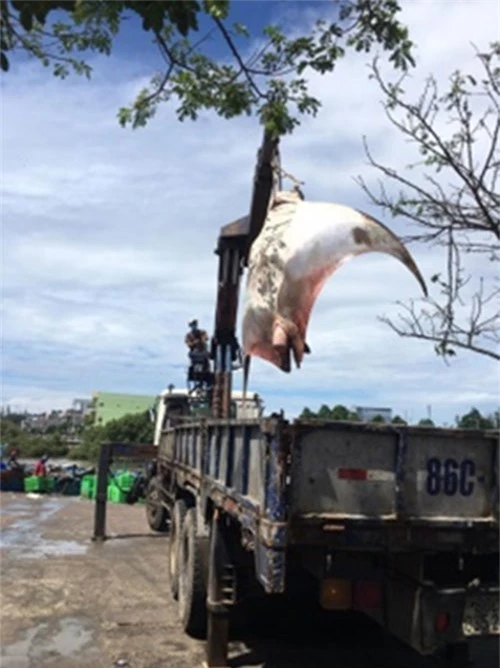 Cá đuối có tên khoa học  là Manta Birostris vừa được ngư dân La Gi bắt được phải dùng cẩu loại lớn mới đưa được lên bờ