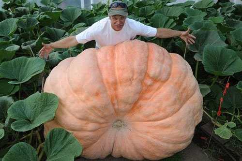 'Tròn mắt' trước những loại rau củ quả khổng lồ ở Alaska và lý giải cho điều lạ lùng này