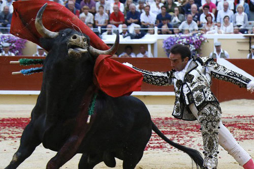 Vì sao bò tót hay 'nổi điên' với màu đỏ?