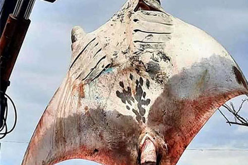 Ngư dân Bình Thuận bắt được “quái vật đại dương” nặng 800 kg