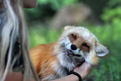 Những chú cáo được giải cứu từ trang trại lông thú cười toe toét, vẫy đuôi mừng và vui đùa