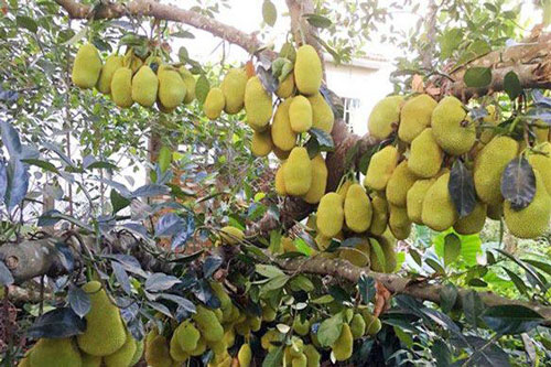 Những gốc cây “mắn đẻ” nhất thế giới khiến người xem tưởng nhầm là đột biến